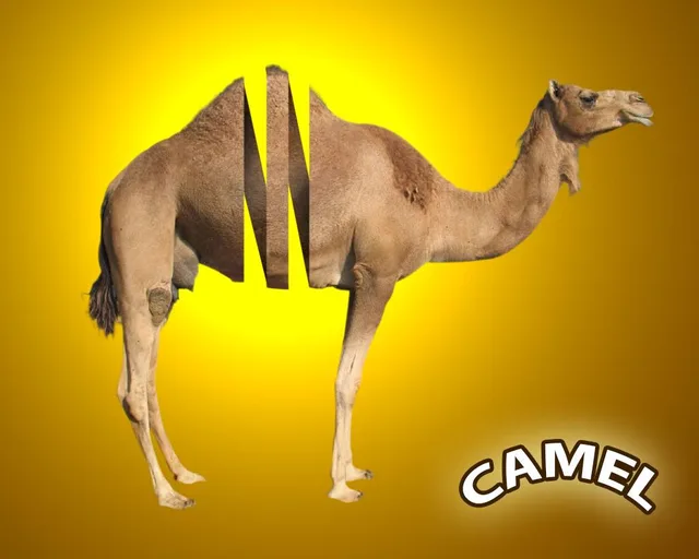 Grafik tasarım · 18